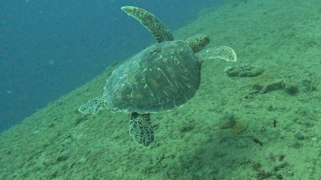 Turtle at the wreck